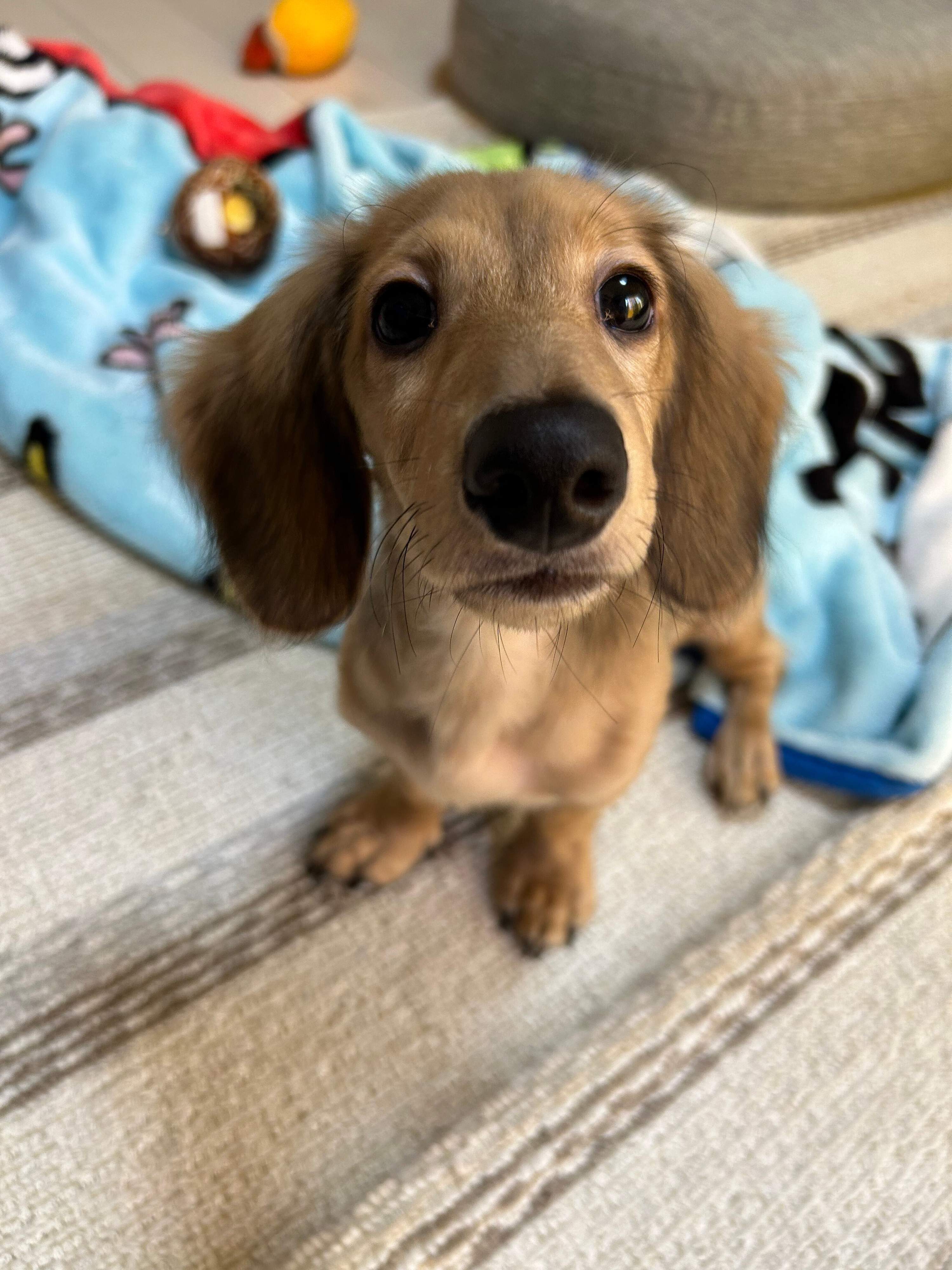 飼い主さんのおうちに来た頃のダックスフンド（生後5ヵ月）