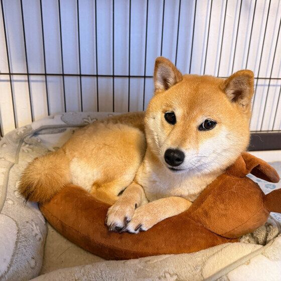 まったりする柴犬