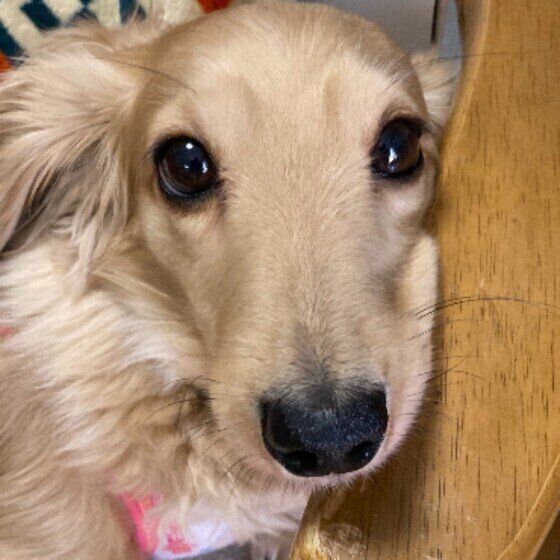 犬の血管肉腫とは？ 悪性腫瘍「血管肉腫」の症状と治療法について いぬのきもち