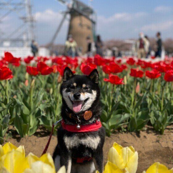 チューリップに囲まれる柴犬