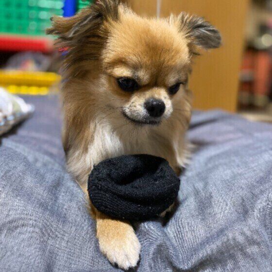 靴下で遊ぶチワワ