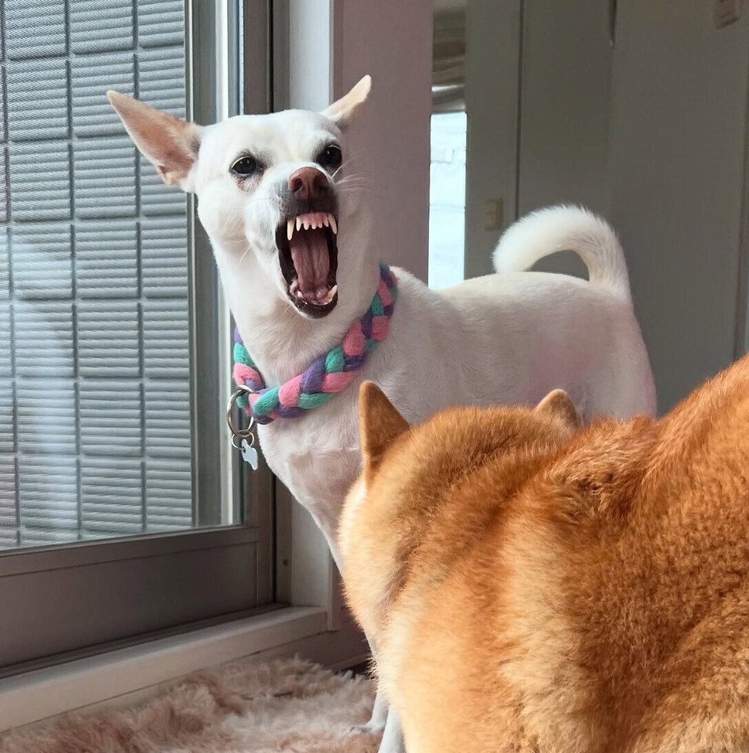 ハルちゃんとじゃれ合うすずちゃん