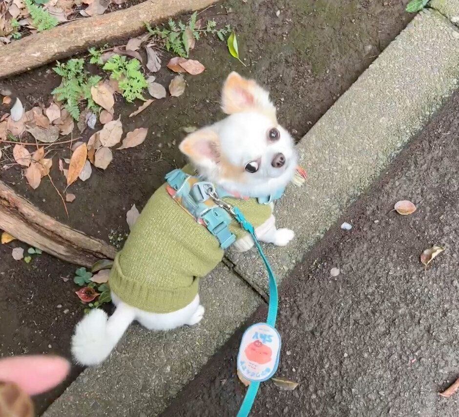 飼い主さんを見つめるいずも丸くん