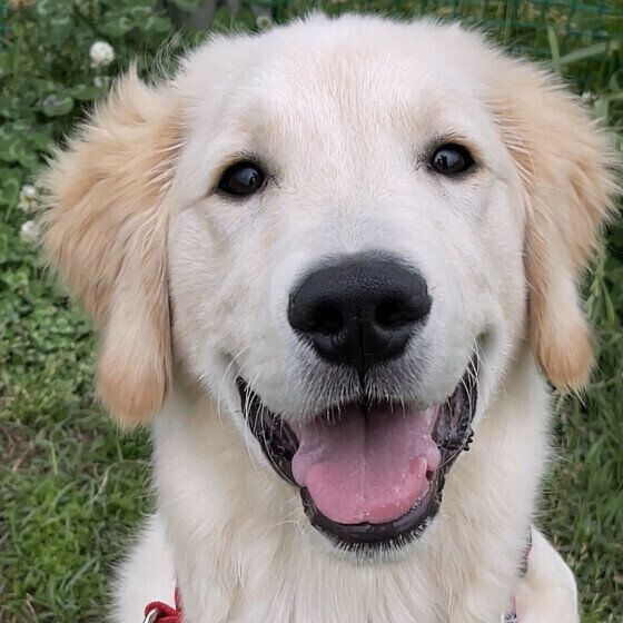 ゴールデン・レトリーバーのまるくん♪