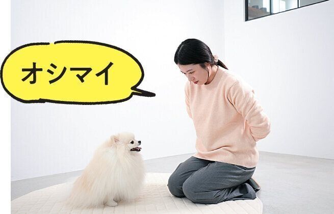 犬のあま噛みをやめさせる方法