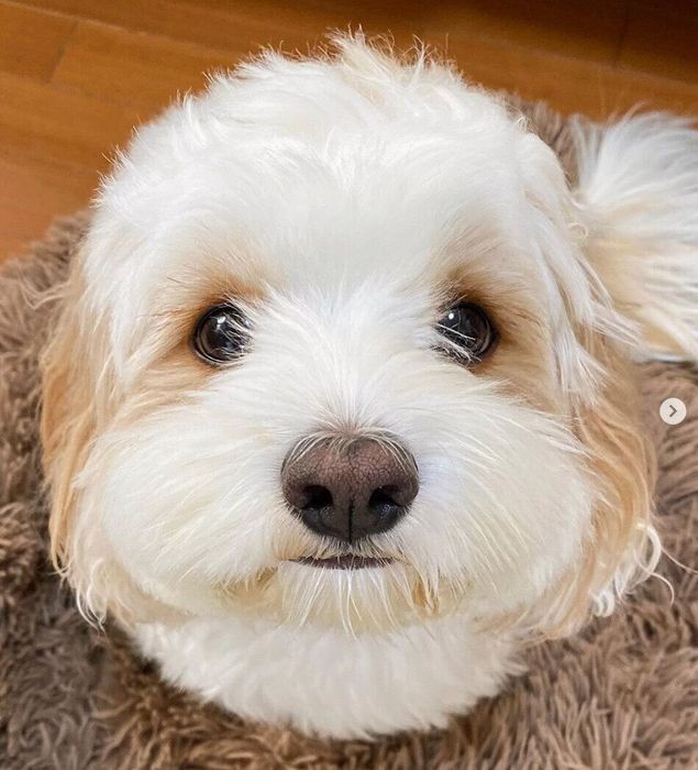 見上げるあんちゃん