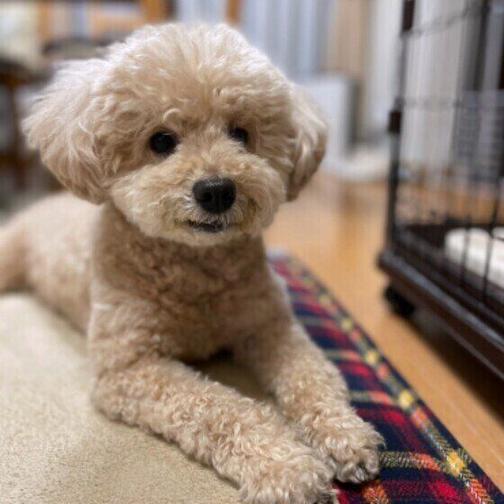 フセをするトイ・プードル