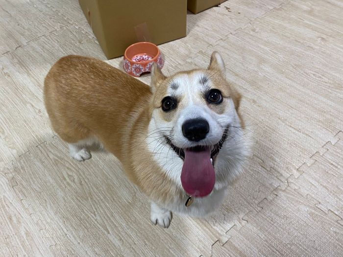 笑顔が可愛いコパンちゃん