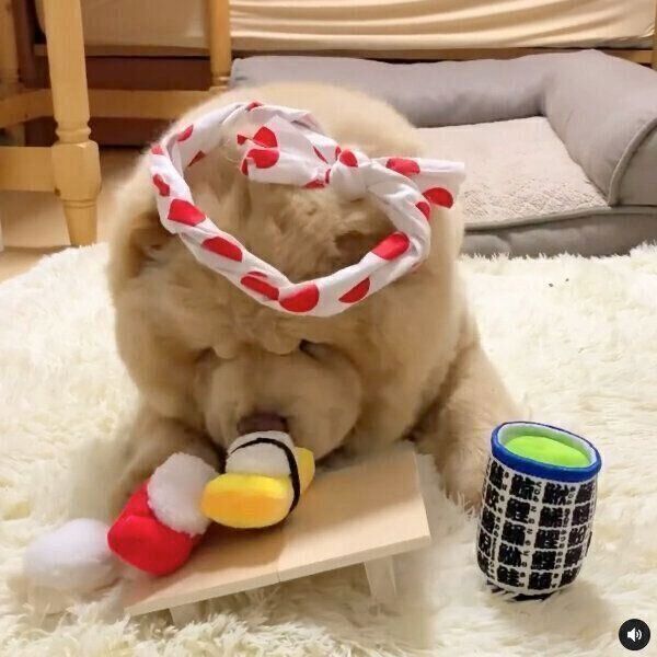 寿司職人に扮したくり蔵くん