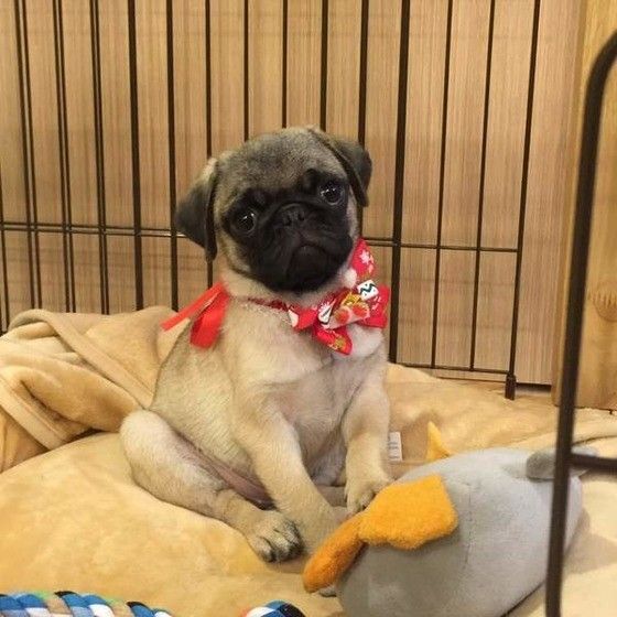 パグのプーコちゃん