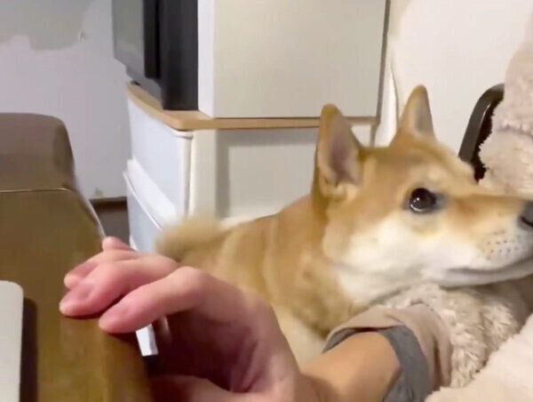 飼い主さんに見てほしいりんご郎くん