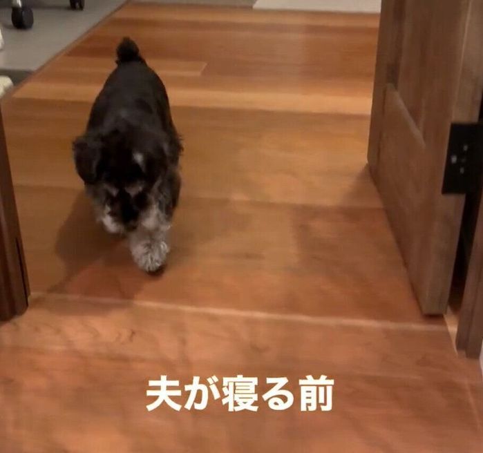 トコトコ歩くひじきちゃん