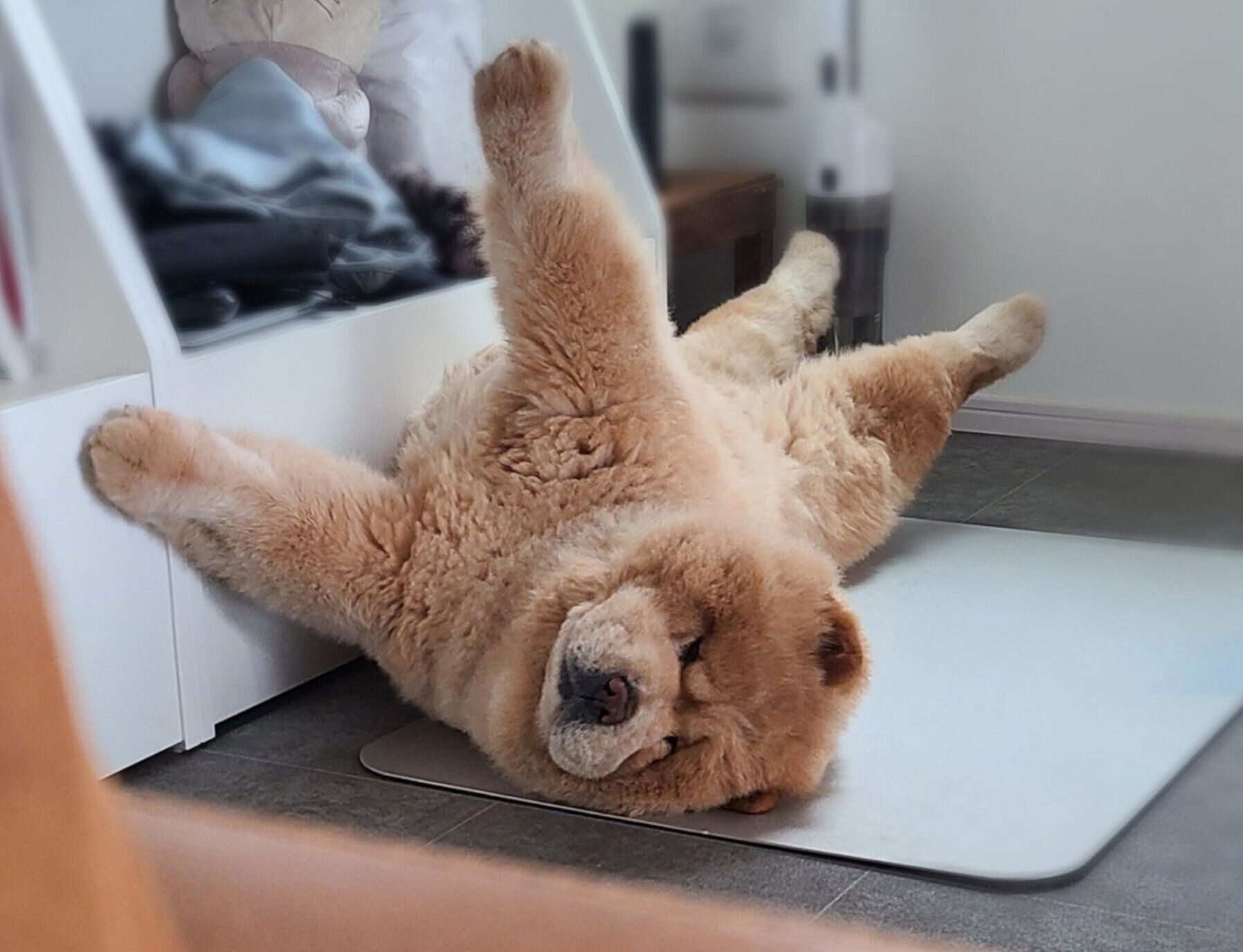 寝転がるくり蔵くん