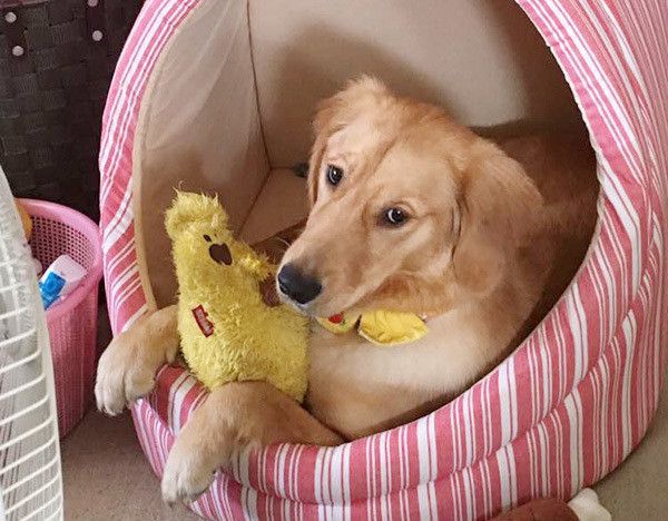 見つめるゴールデン・レトリーバー