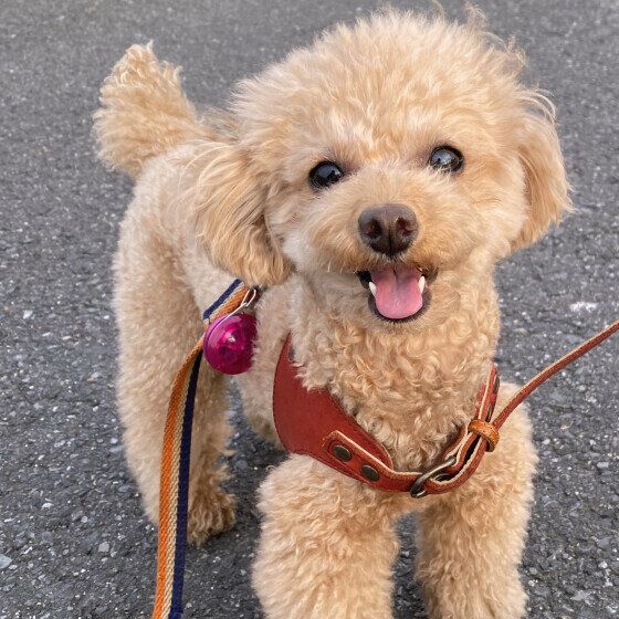 犬がウンチを食べるのはなぜ？ 犬が食糞をする理由と対策 いぬのきもち