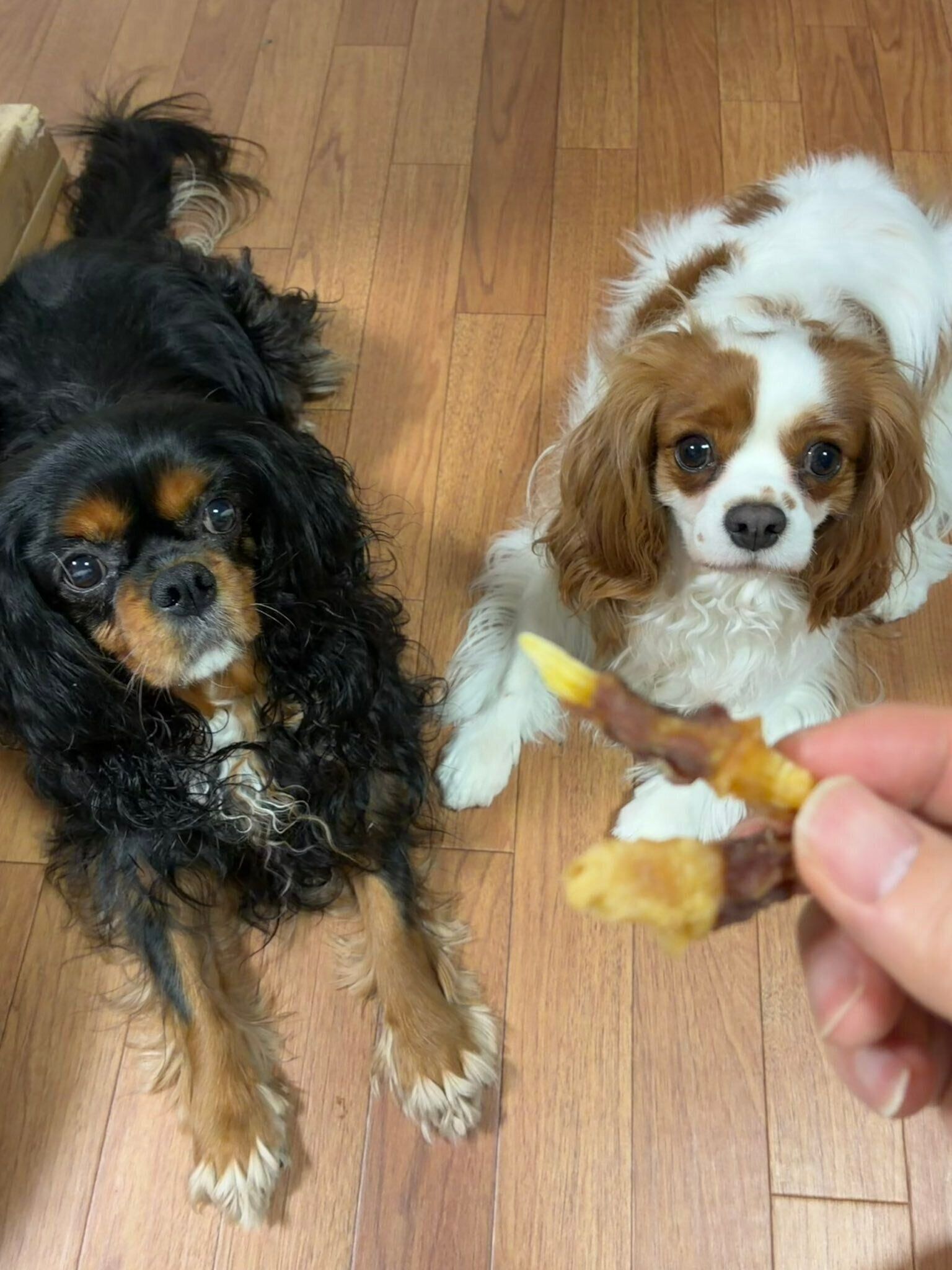 左：先住犬の犬　右：キャバリア・キング・チャールズ・スパニエル