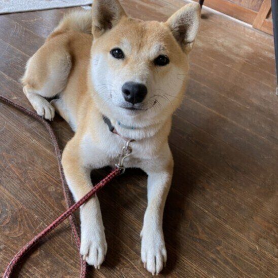 伏せをする柴犬