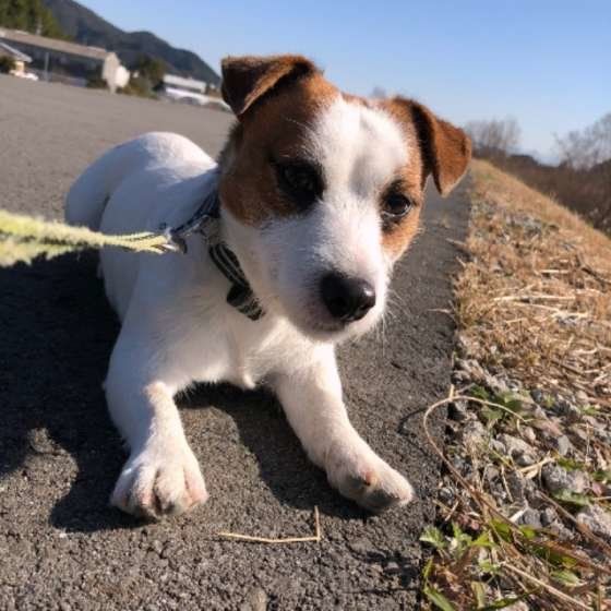 お散歩するジャック・ラッセル・テリア