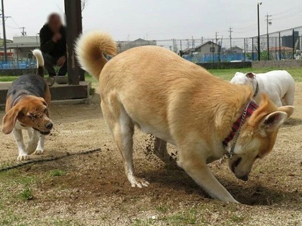 ここ掘れワンワンわんこ