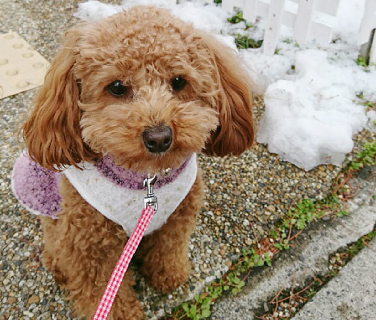 愛犬のウンチを放置する飼い主に怒り心頭 放置がなくならない4つの理由 いぬのきもちweb Magazine 愛犬のウンチを放置する飼い主に怒り心頭 放置がなくならない4つの理由 いぬのきもちweb Magazine