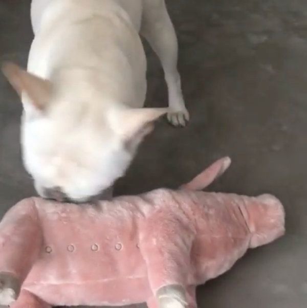 新入りさんの身体検査をするフレンチ・ブルドッグ