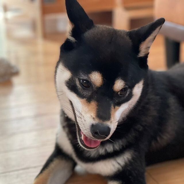 お耳をピーン！と立てるララちゃん