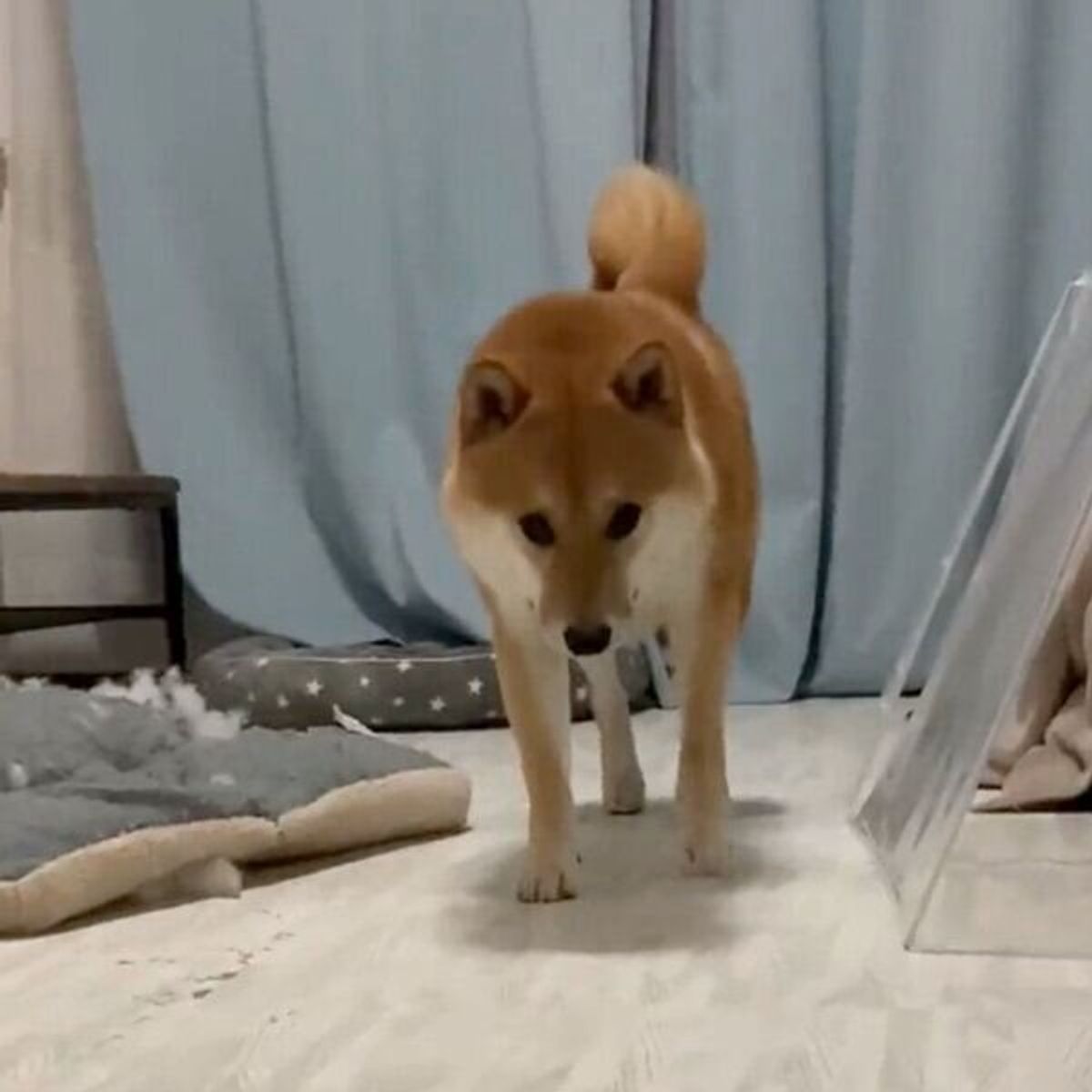 イタズラがバレてしまった柴犬 気まずさ100 の 申し訳なさそうな姿 が最高に可愛い いぬのきもちweb Magazine イタズラがバレてしまった柴犬 気まずさ100 の 申し訳なさそうな姿 が最高に可愛い いぬのきもちweb Magazine