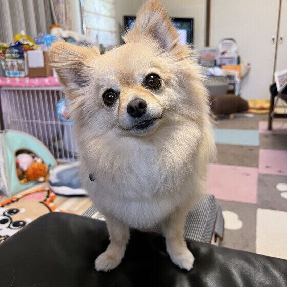 ｉｘ（雑種）小型犬　真ん丸おめめ