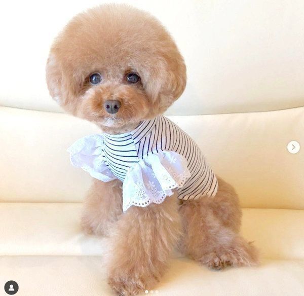 洋服を着るトイ・プードル