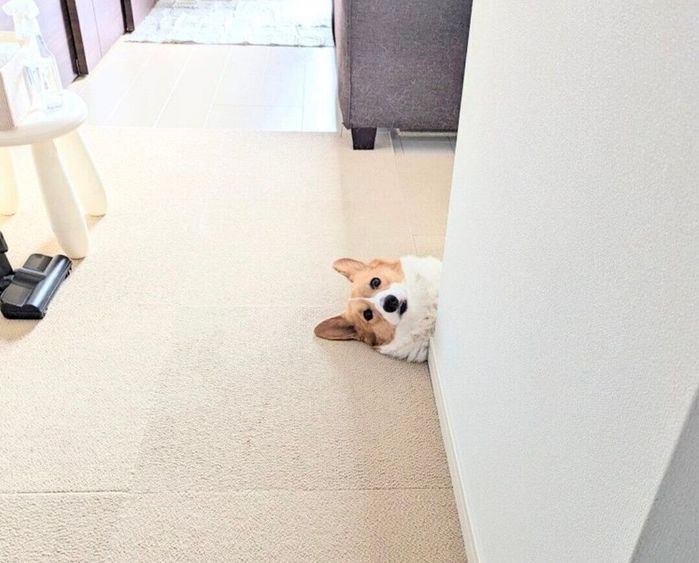 首だけ出して飼い主さんを出迎えるこまちちゃん