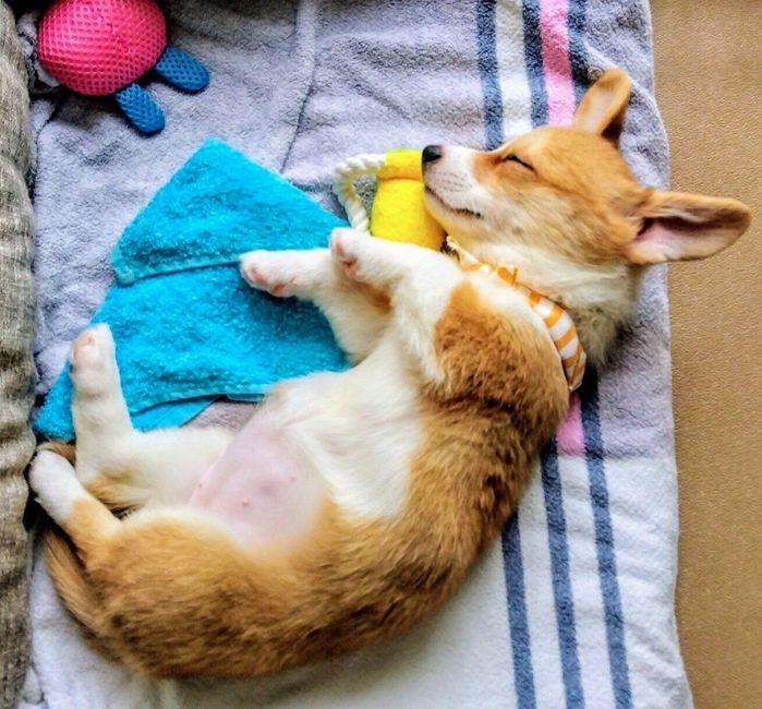 気持ちよさそうに眠るリリーちゃん