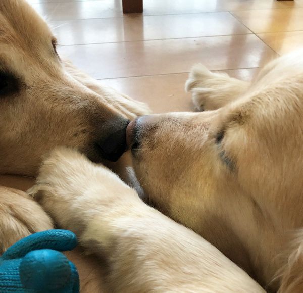 見つめ合うゴールデン・レトリーバー