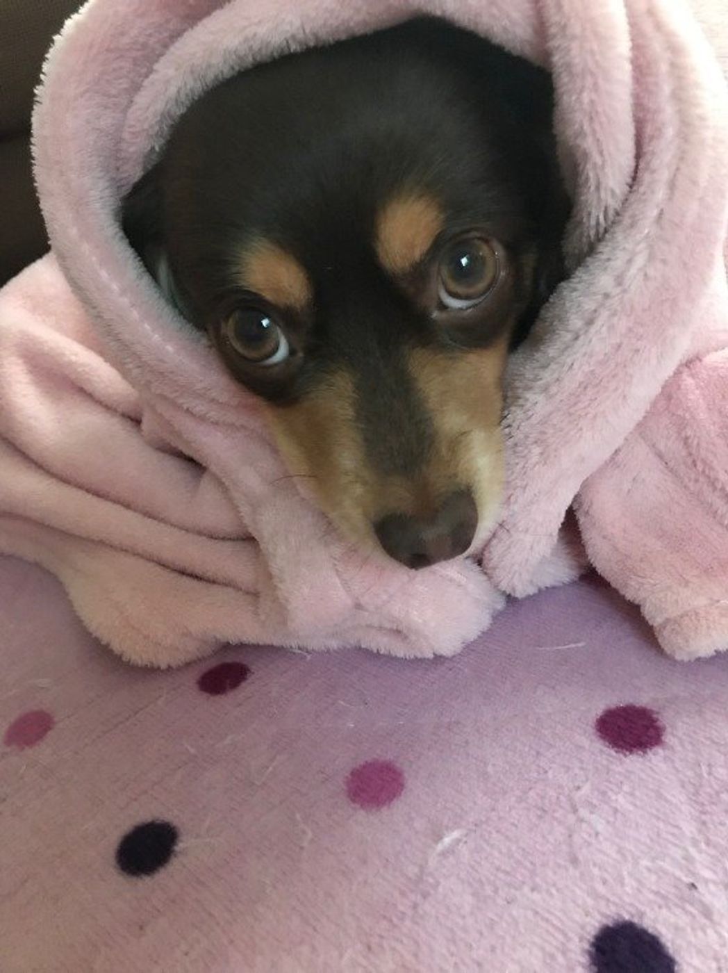 寒 い冬の留守番を快適に 犬に安全な留守番中の防寒グッズ 注意点 いぬのきもちweb Magazine 寒 い冬の留守番を快適に 犬に安全な留守番中の防寒グッズ 注意点 いぬのきもちweb Magazine