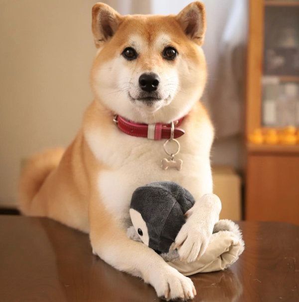 ぬいぐるみが好きな柴犬