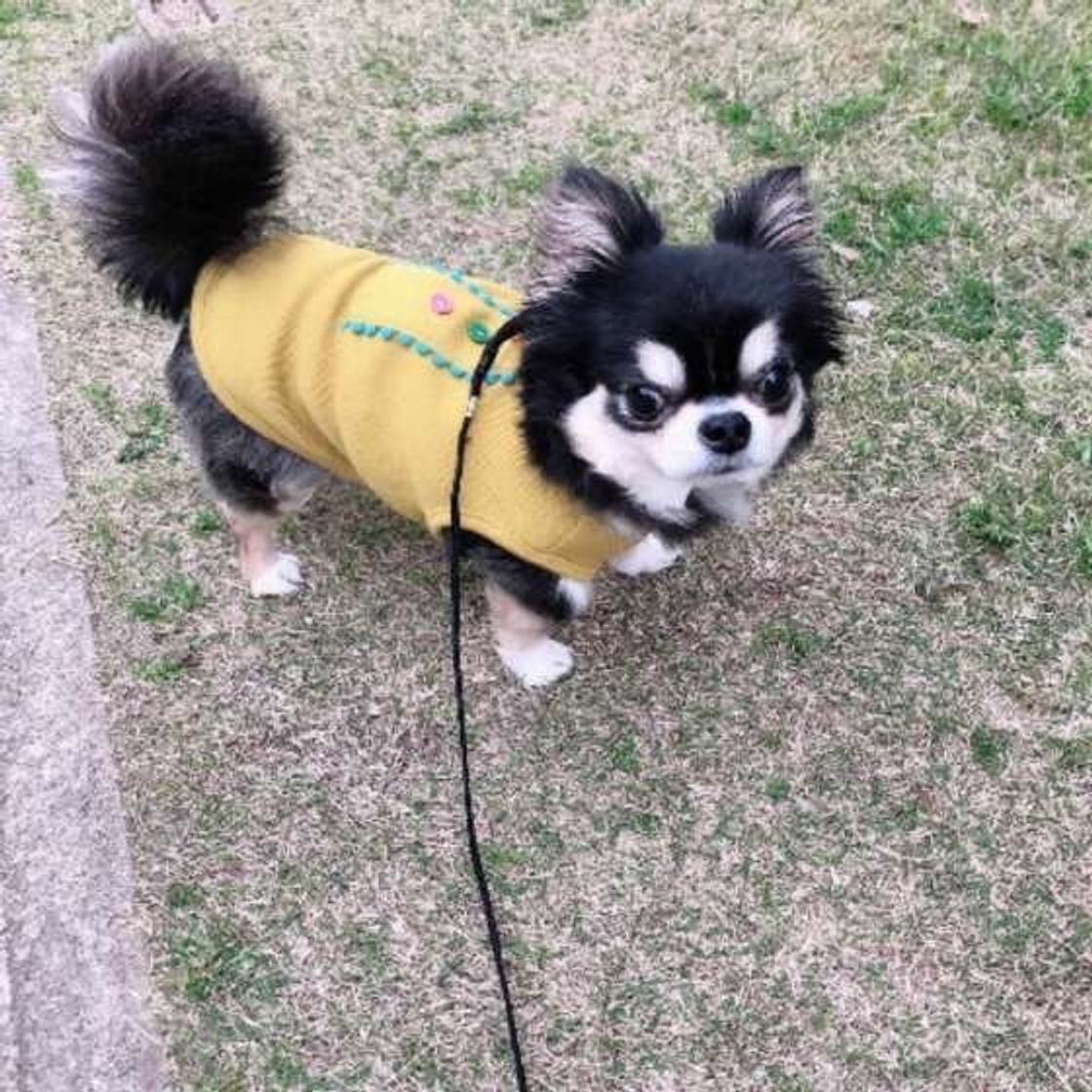 排泄後に後ろ足で地面を蹴る 犬 実は犬にもこだわりの理由があった いぬのきもちweb Magazine 排泄後に後ろ足で地面を蹴る 犬 実は犬にもこだわりの理由があった いぬのきもちweb Magazine