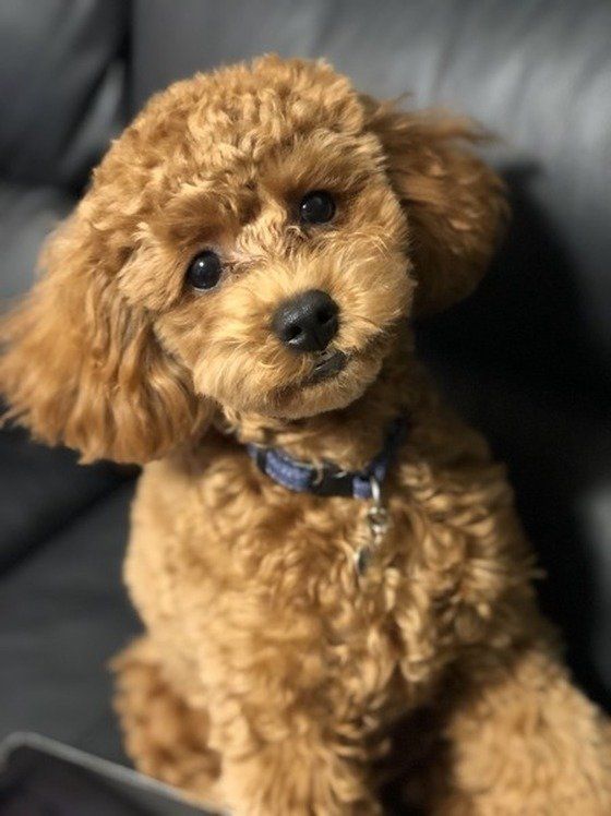 首をかしげているトイプードル