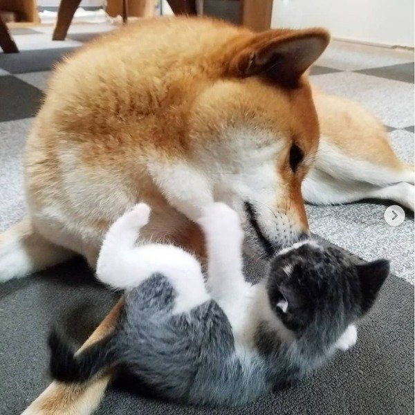 柴犬の小春ちゃんと猫のぶち助くん