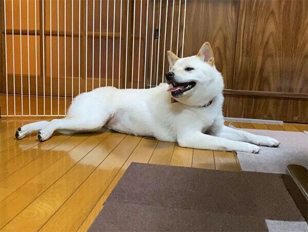 くつろぐはるちゃん