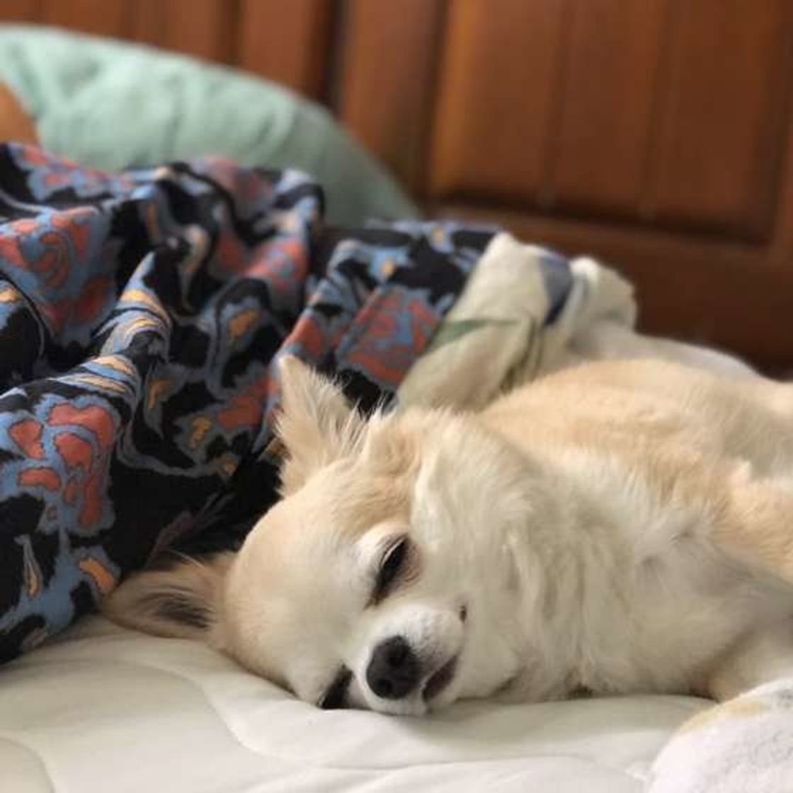 興奮した犬は 相手にしない のが基本 その理由に納得 いぬのきもちweb Magazine 興奮した犬は 相手にしない のが基本 その理由に納得 いぬのきもちweb Magazine