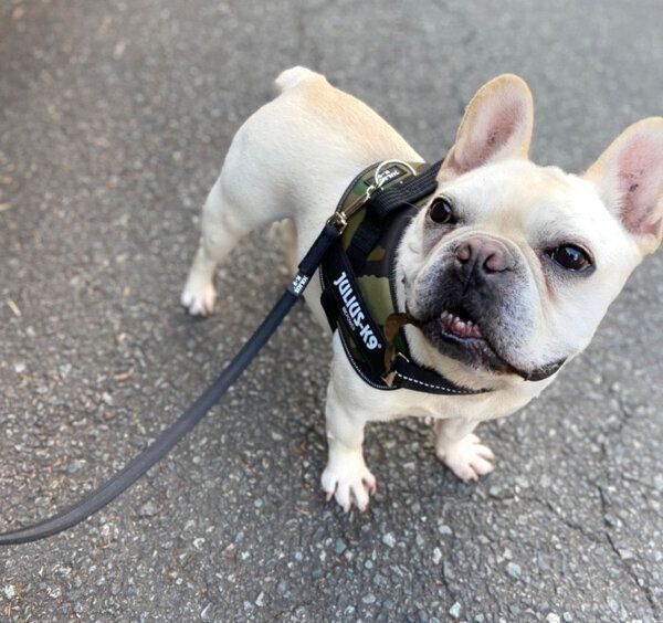 お散歩する小次郎くん