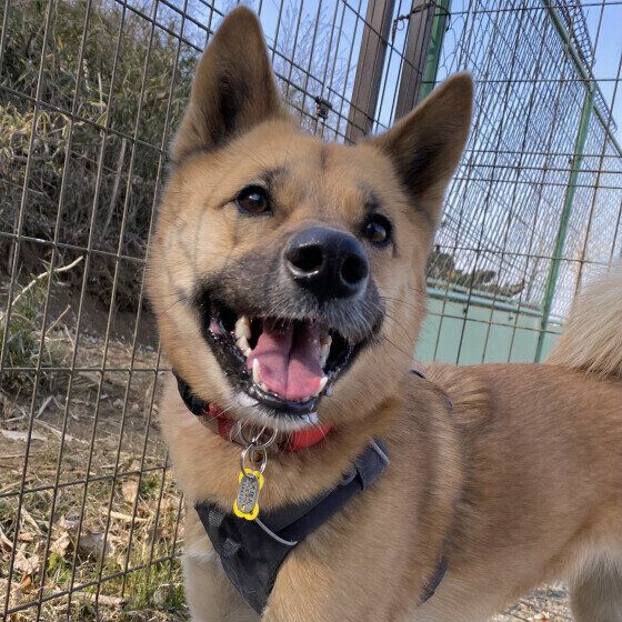 楽しそうな茶豆ちゃん