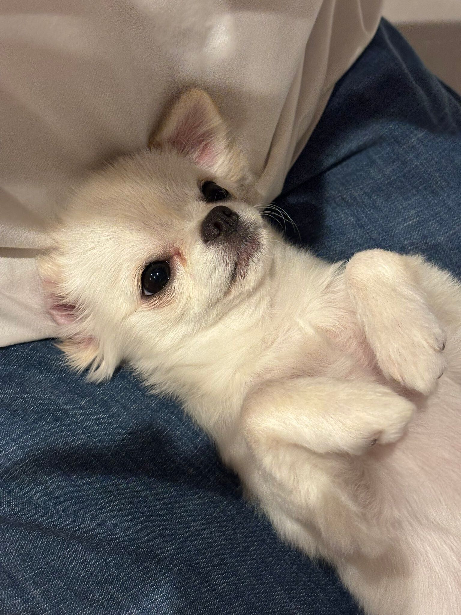 飼い主さんに甘えるなたりーちゃん