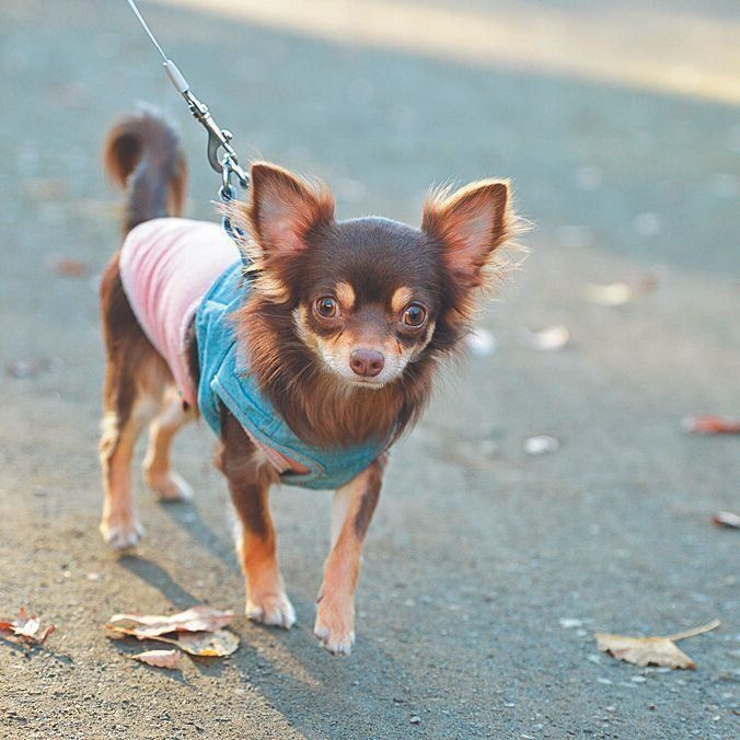 滑脳症によるてんかんと診断されたタルトくん（オス・1才／3.7kg／チワワ／内弁慶）