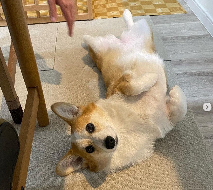 ウェルシュ・コーギー・ペンブロークのみかんちゃん