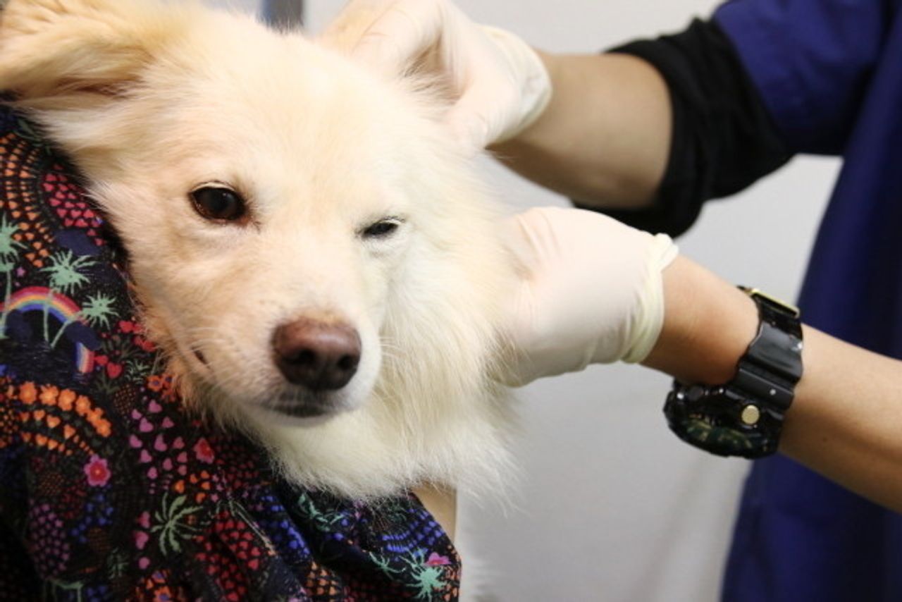 大福の健康のため 穴澤賢の犬のはなし いぬのきもちweb Magazine 大福の健康のため 穴澤賢の犬のはなし いぬのきもちweb Magazine