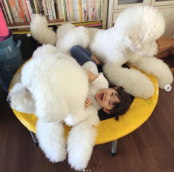 スタンダード・プードルのりくちゃんとがくちゃん