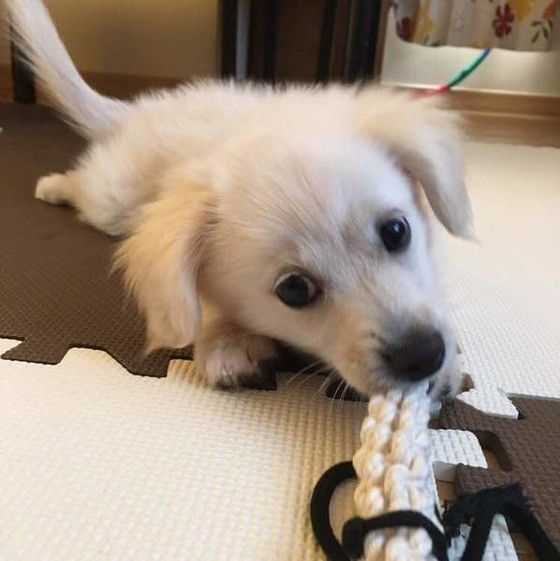 ポメ×ダックス