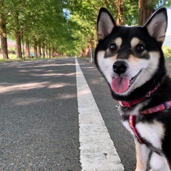 柴のこゆきちゃん