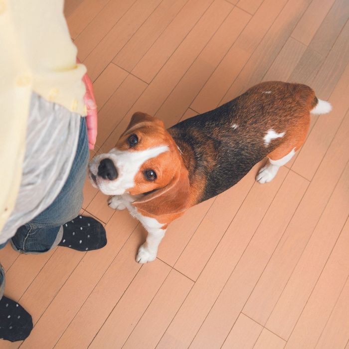 飼い主さんに異常がないか確認して安心したい