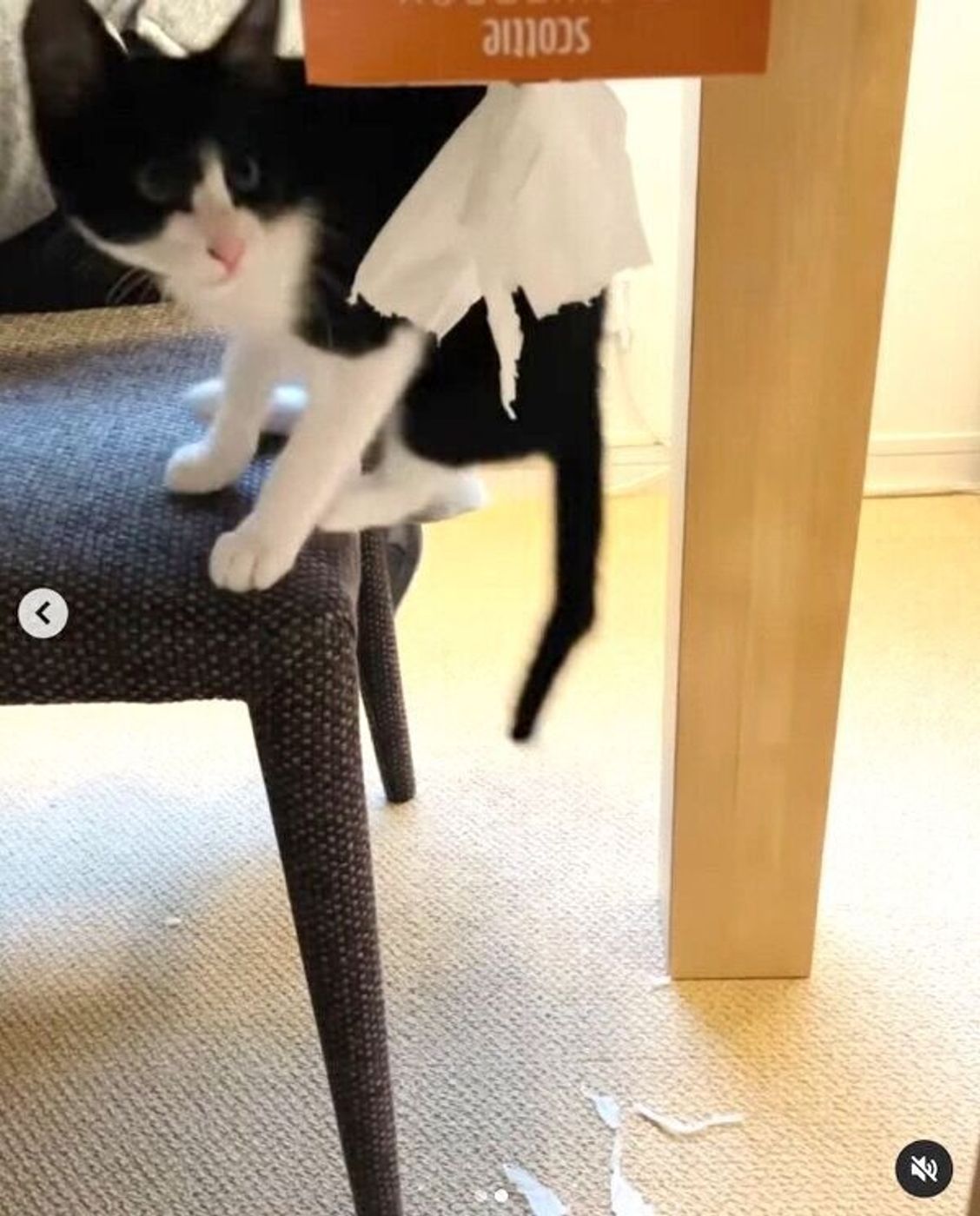 破れたティッシュをくわえて自ら イタズラの罪をかぶる 犬 その理由に 可愛い が止まらない いぬのきもちweb Magazine 破れたティッシュをくわえて自ら イタズラの罪をかぶる 犬 その理由に 可愛い が止まらない いぬのきもちweb Magazine